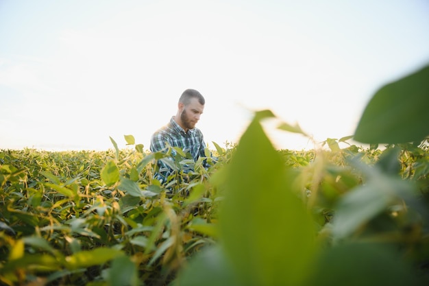 Agronomist inspecting soya bean crops growing in the farm field. Agriculture production concept. young agronomist examines soybean crop on field in summer. Farmer on soybean field