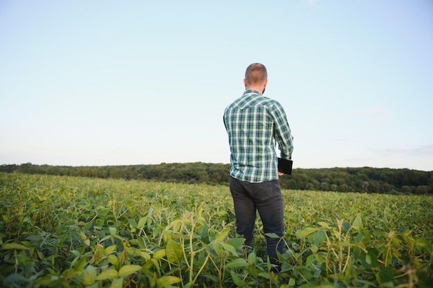 Agronomist inspects soybean crop in agricultural field - Agro concept - farmer in soybean plantation on farm