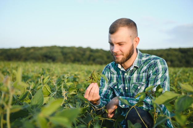 Agronomist inspects soybean crop in agricultural field Agro concept farmer in soybean plantation on farm