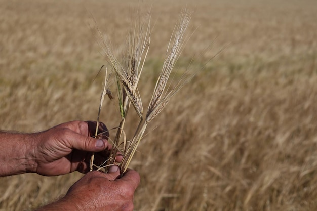 The agronomist's hands on the background of barley, grew a crop.