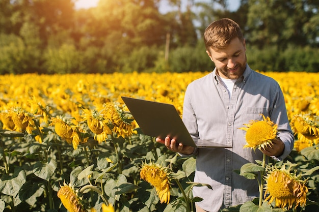 Agronomist with laptop inspects sunflower crop in agricultural field