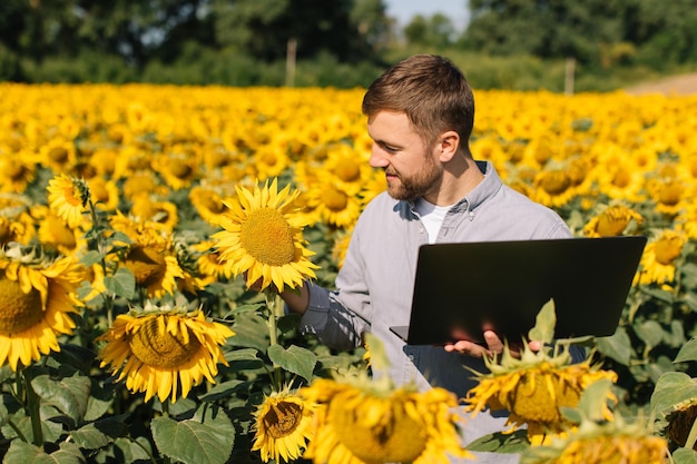 Agronomist with laptop inspects sunflower crop in agricultural field