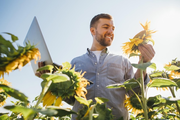 Agronomist with laptop inspects sunflower crop in agricultural field