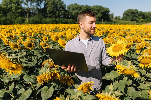 Agronomist with laptop inspects sunflower crop in agricultural field