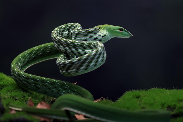 Ahaitulla prasina snake closeup on black background animal closeup Asian vine front view