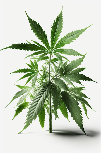 Ai generated illustration Green cannabis plant isolated on white background Growing medical marijuana