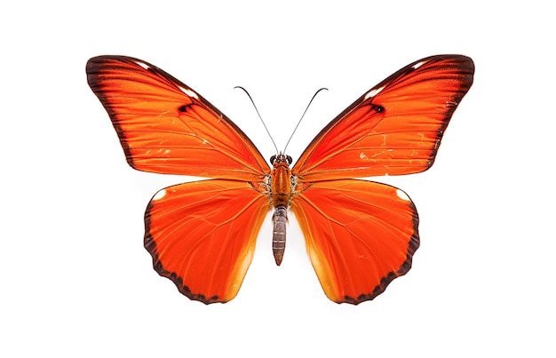 AI generative Beautiful butterfly on white