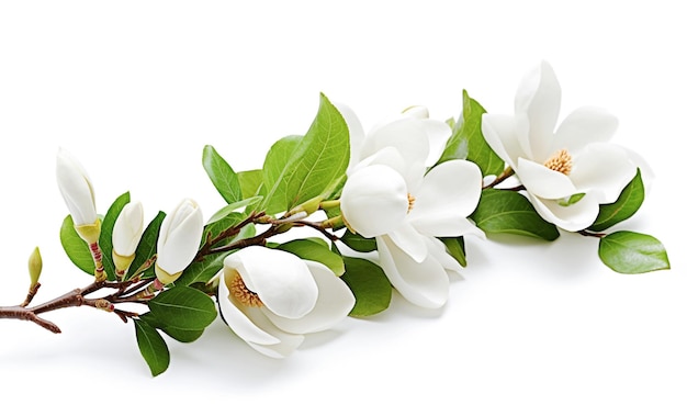 AI generative Beautiful magnolia flowers on white background