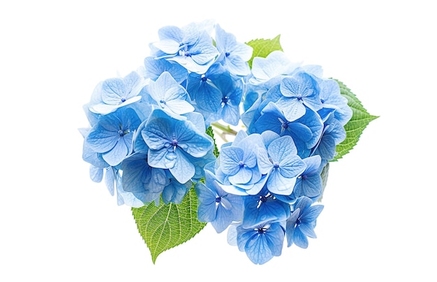 Ai generative Blue Hydrangea Flower on white