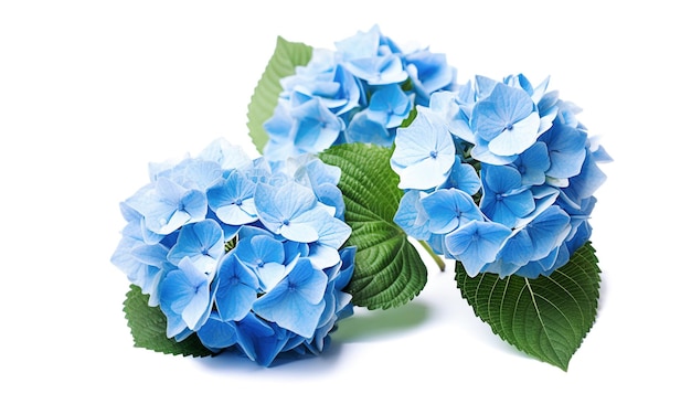 Ai generative Blue Hydrangea Flower on white