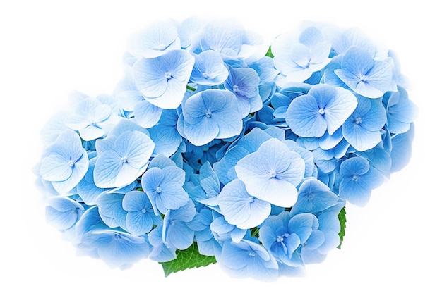 Ai generative Blue Hydrangea Flower on white