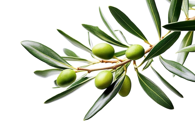 Ai generative Olive branch with green olives on a white