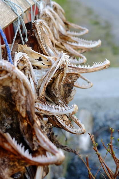 Air dried fish Traditional way of drying fish in Norway Drying in the sun hanging on wooden racks Closeup of dehydrated cod which has been preserved by drying after salting creepy looking jaws