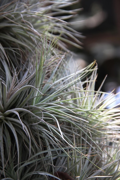 Photo air plants tillandsia creative minimal gardening concept