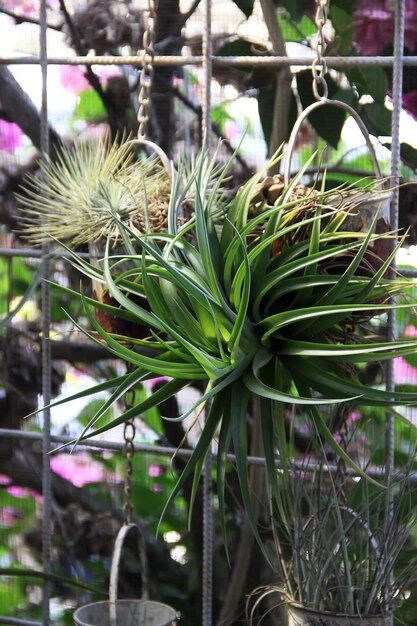 Photo air plants tillandsia creative minimal gardening concept