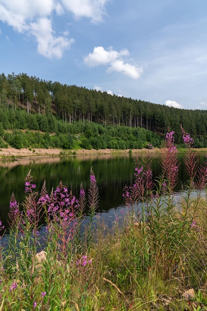 Ake platinum Coniferous forest in the background In the foreground are pink flowers Fireweed Blue sky Summer sunny day Nature Germany Klingerberg