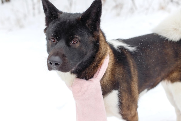 Akita dog breed in the winter with a scarf