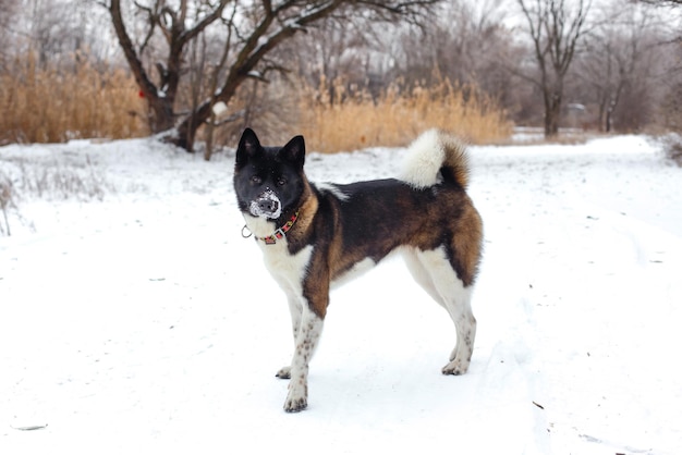 Akita dog breed with a black muzzle winter in the park