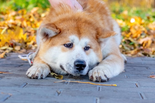 An Akita dog lying with a sad look on an alley in a park