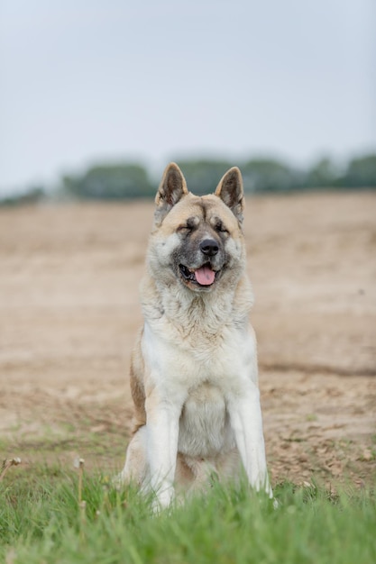 A akita dog sits in a field