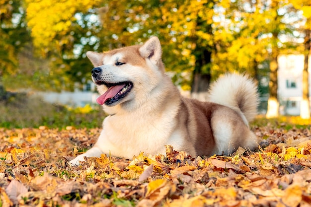 Akita dog sitting in the autumn park on a fallen leaf