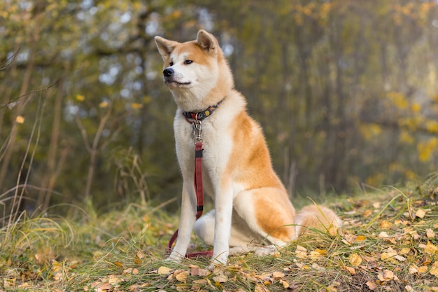 Akita inu dog at the autumn forest