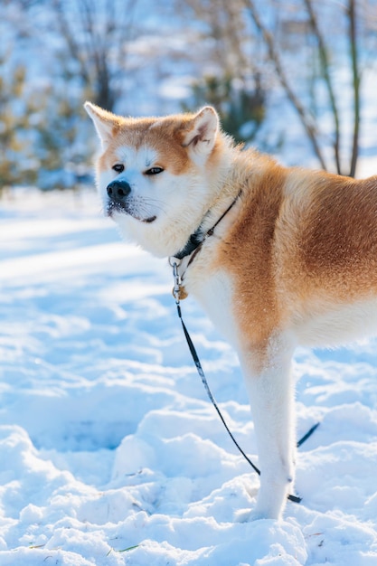 Akita Inu dog portrait in the winter park Snowy winter background Sunny day