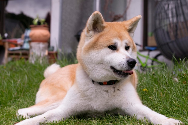 Akita Inu dog Red furry dog on a green grass