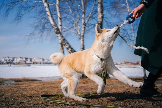 Akita inu dog with green leash plays with rope toy with woman in dark green coat