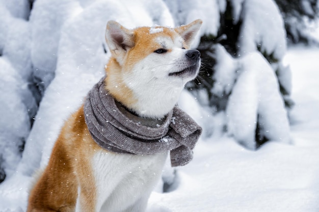 Akita Inu dog with a scarf wrapped around her neck in the winter forest