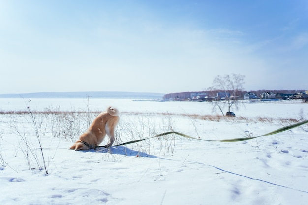 Akita inu puppy buried his head in the snow on snowy field in the afternoon