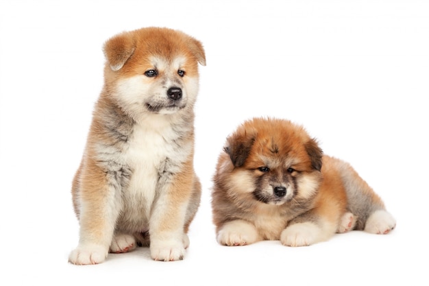 Akita Inu puppy dog