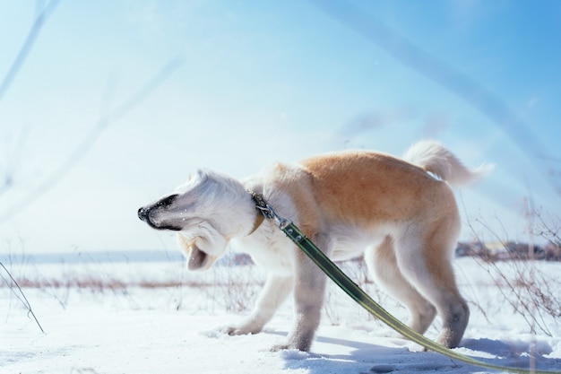 Akita inu puppy in a snow field in a funny pose shakes off the snow