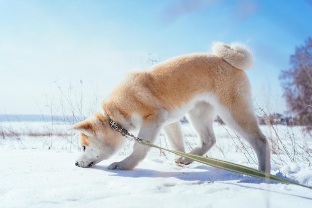 Akita inu puppy with a green leash in a snowy field sniffing something in snow