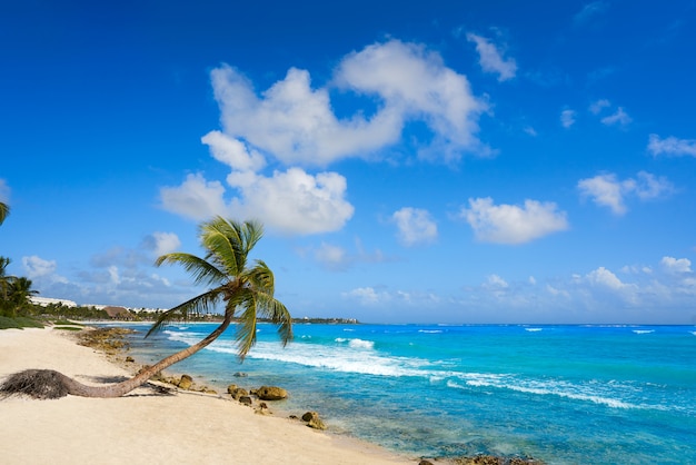 Akumal coconut palm tree beach Riviera Maya