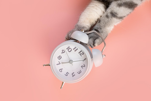 The alarm clock lies on a pink background, next to it are cat's paws. The concept of morning, awakening. Minimalism, top view, copy space