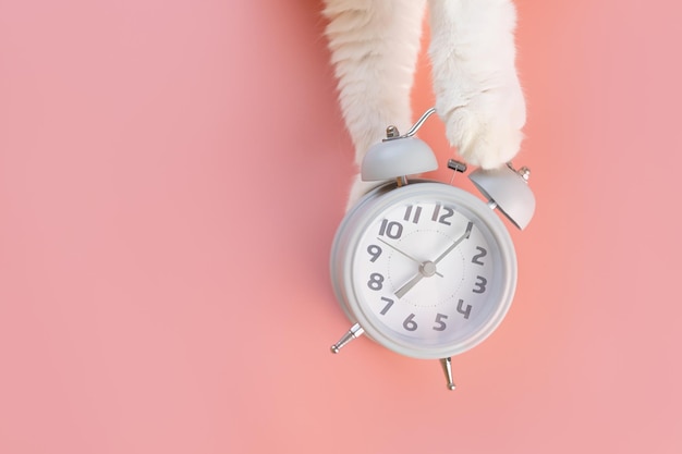 The alarm clock lies on a pink background, next to it are cat's paws. The concept of morning, awakening. Minimalism, top view, copy space