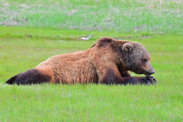 Alaska Peninsula Brown Bear or Coastal Brown Bear