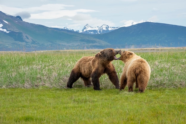 Alaska Peninsula Brown Bears Mating Ritual