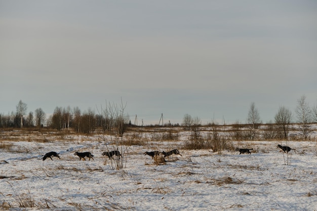 Alaskan husky puppies of same litter walk through snow in field on frosty sunny winter day