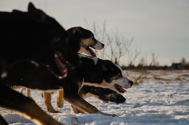 Alaskan husky puppies Sled dog kennel outside Side view Portrait profile