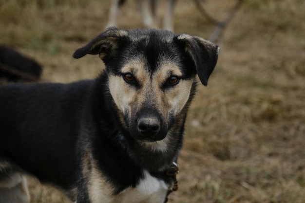 Alaskan husky with black and fawn muzzle brown eyes and funny ears Portrait close up