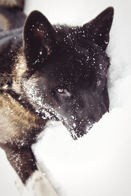 Alaskan Malamute dark color in the natural environment walking in the snow