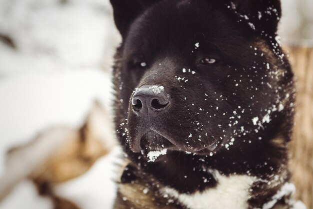 Alaskan Malamute dark color in the natural environment walking in the snow