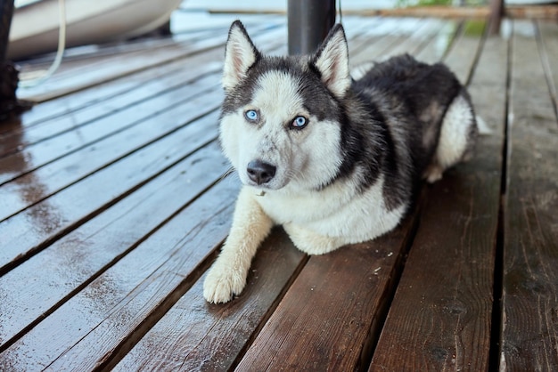 Alaskan Malamute dog lies on a wooden pier