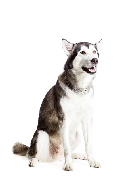 Alaskan Malamute sitting in front of the camera, isolated on white. Beautiful dog