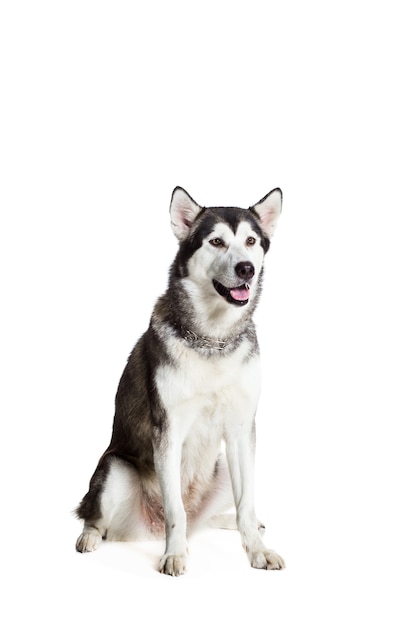 Alaskan Malamute sitting in front of the camera, isolated on white. Beautiful dog