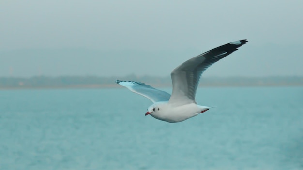 Albatross bird in the sky - A Laysan Albatross, Action wildlife scene from the ocean.