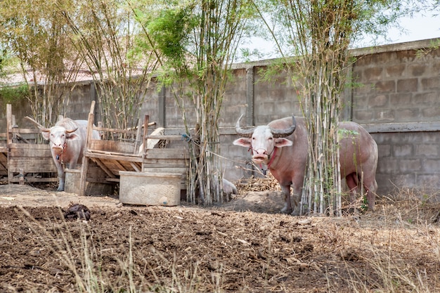 The albino buffalo