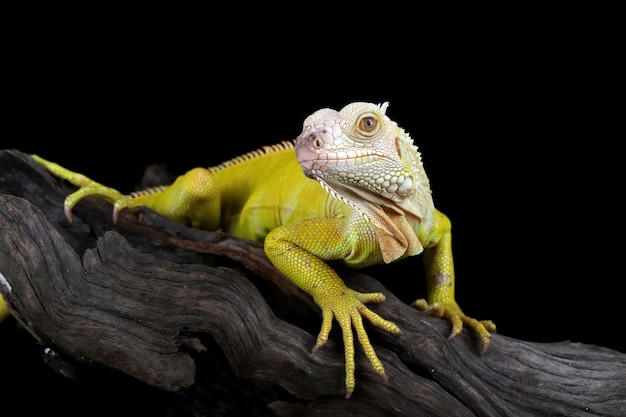 Albino iguana on a branch